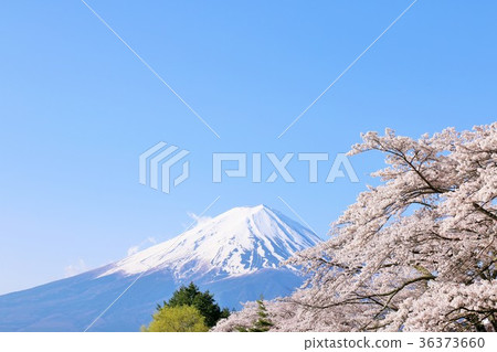 Fuji and cherry blossoms 36373660