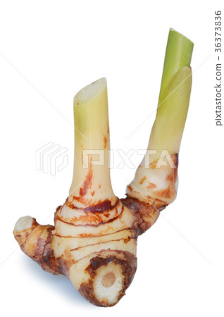 Galangal oil on white background 36373836