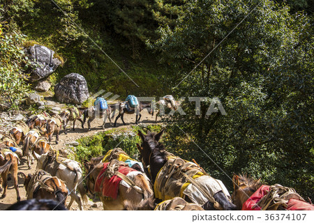 Donkeys carrying loads on the Everest Highway 36374107