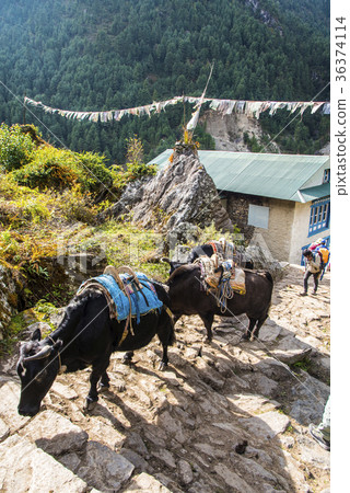 Zokko在珠穆朗瑪峰高速公路上載著載荷 Zokko在珠穆朗瑪峰高速公路上載著載荷 36374114