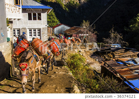 Donkeys carrying loads on the Everest Highway 36374121