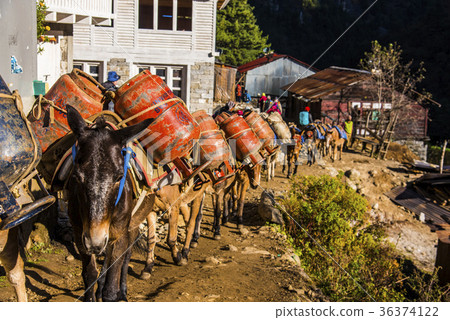 Donkeys carrying loads on the Everest Highway - Stock Photo [36374122] -  PIXTA