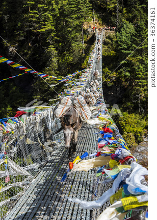 穿過珠穆朗瑪峰高速公路的吊橋的驢 36374161