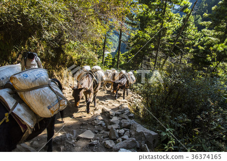 Donkey procession carrying loads on the Everest Highway Donkey procession carrying loads on the Everest Highway 36374165