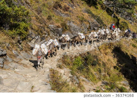 Donkey procession carrying loads on the Everest Highway 36374168