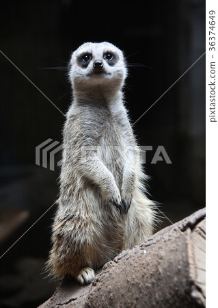 meerkat  36374649