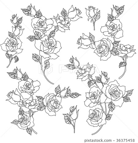 Rose illustration material 36375458