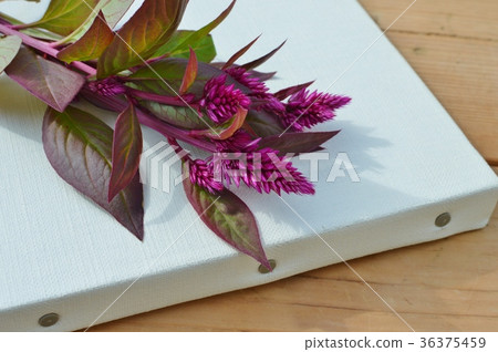 Noge Toe and Canvas 36375459