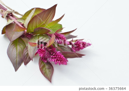 Nooguitow Nooguitow 36375664