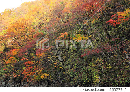Autumn leaves 01 of Kiritani Gorge 36377741