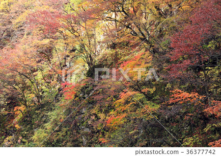 Autumn leaves of Kiritani Gorge 02 36377742