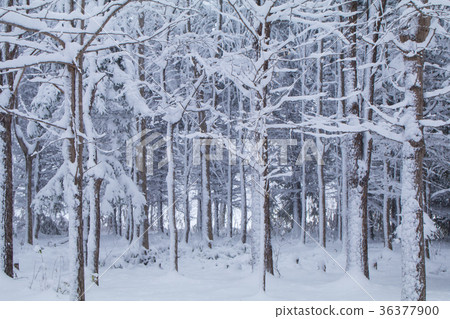 冬季森林 36377900