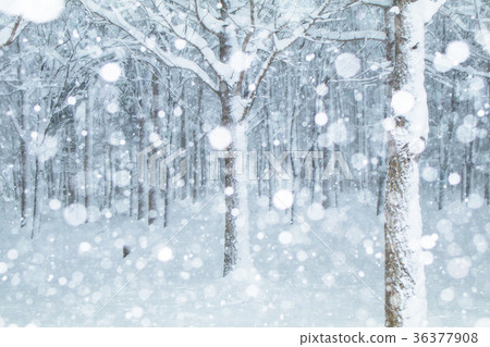 冬季森林 36377908