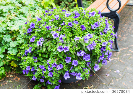 viola flowers on flowerbed in park in Reykjavik 36378084