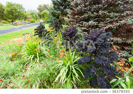 plants in public Laugardalur park in Reykjavik 36378593
