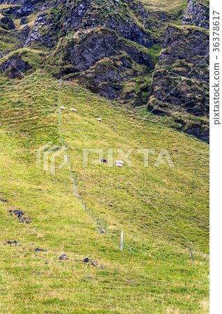 icelandic sheep on mountain slope in Iceland 36378617