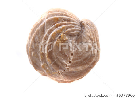 shell fossil isolated 36378960