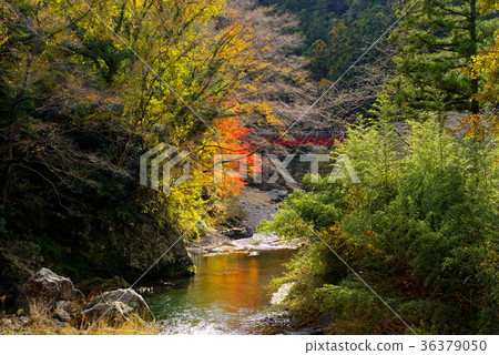 Autumn leaves in the valley Autumn leaves reflected on the river face and red railway bridge b Medium telephoto Autumn leaves in the valley Autumn leaves reflected on the river face and red railway bridge b Medium telephoto 36379050