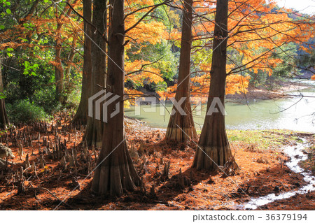 Autumn leaves of Lakushou Autumn leaves of Lakushou 36379194