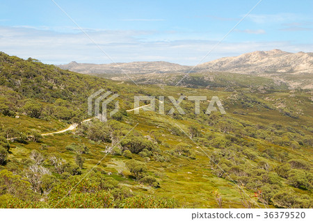 Track - Thredbo Track - Thredbo 36379520
