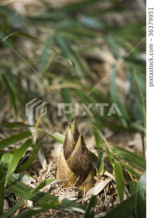 Bamboo shoot Bamboo shoot 36379951