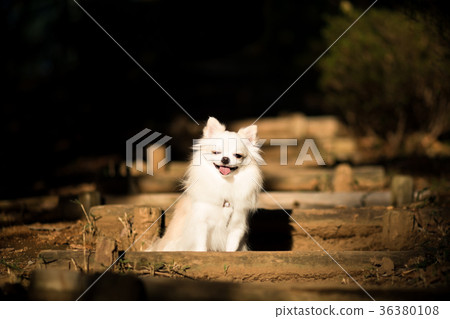 Chihuahua's shy smile 2 36380108