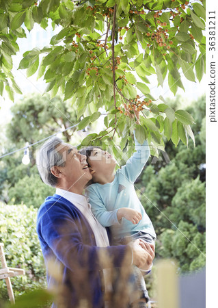 Grandfather, grandson, tree, berries 36381211