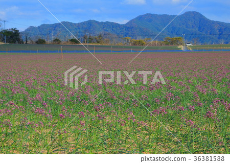 Rakucho field Rakucho field 36381588