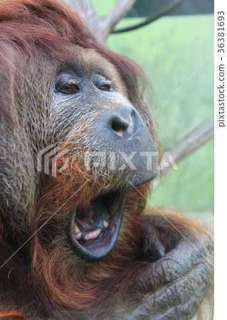 orangutan monkey head orangutan monkey head 36381693