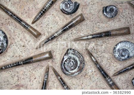 Petrified fossil goniatites, ammonites,orthoceras 36382990