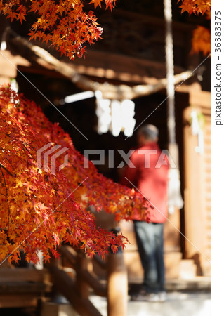 Oyama公園秋葉 36383375