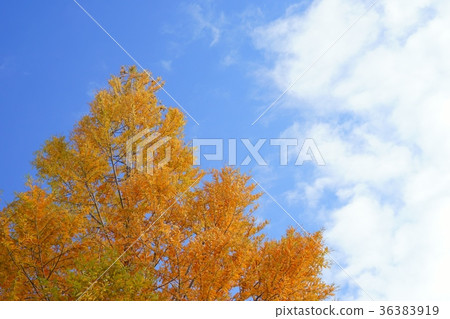 Rakuu Sho 1在秋天的天空 36383919