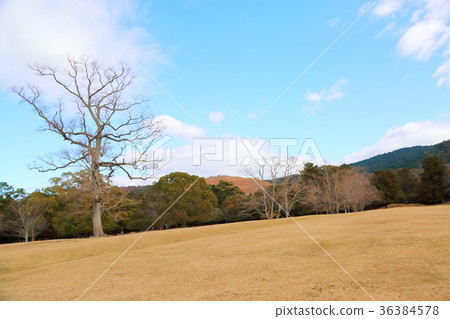 Nara Tokino in the late fall Nara Tokino in the late fall 36384578