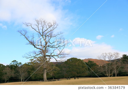 Nara Tokino in the late fall 36384579