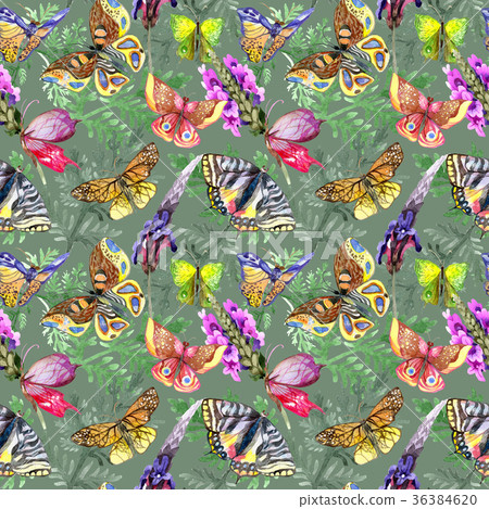 Exotic  butterfly wild insect pattern in 36384620