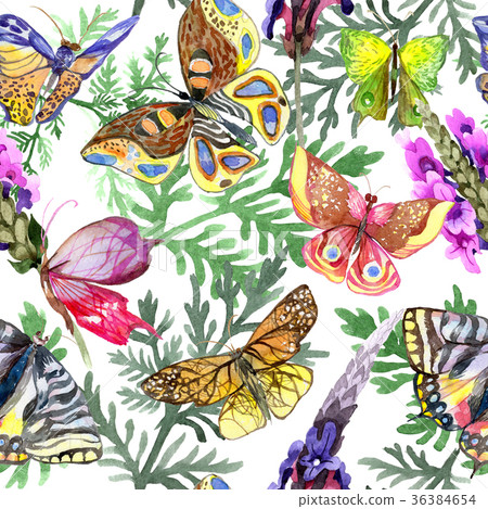 Exotic butterfly wild insect pattern in Exotic butterfly wild insect pattern in 36384654