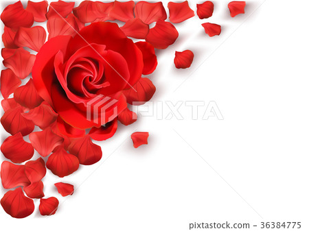 White Background with Red Rose White Background with Red Rose 36384775