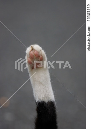 Squirrel Squirrel 36385389
