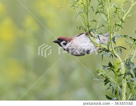 Close up view on male house sparrow Close up view on male house sparrow 36385588