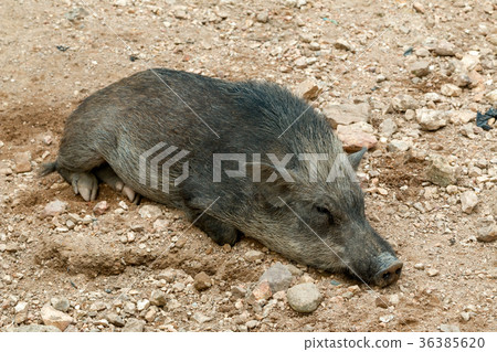 Close up of a little wild boar lay down Close up of a little wild boar lay down 36385620
