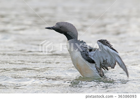 Black-throated loon Black-throated loon 36386093