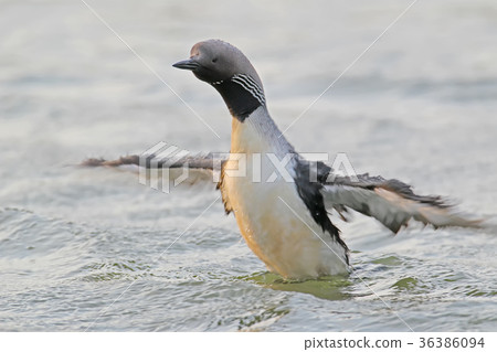 Black-throated loon Black-throated loon 36386094
