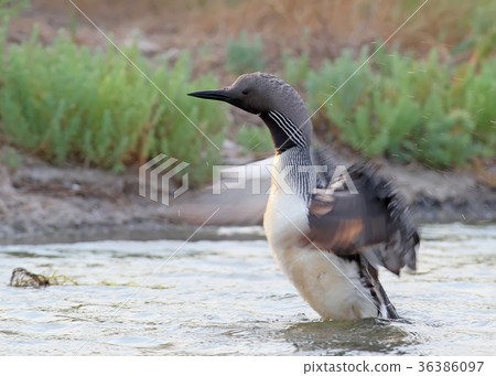 Black-throated loon 36386097