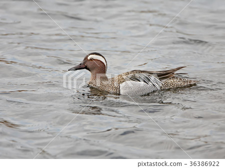 The garganey (Spatula querquedula) on the water 36386922