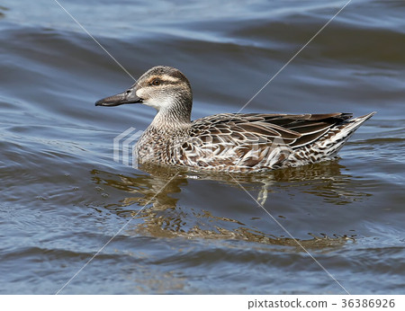 The garganey (Spatula querquedula) on the water The garganey (Spatula querquedula) on the water 36386926
