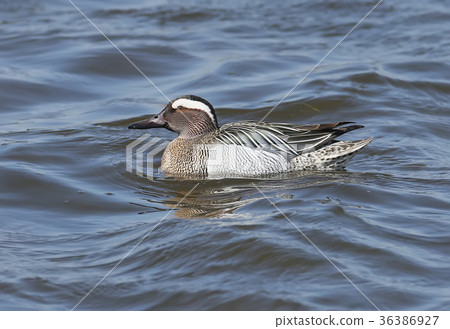 The garganey (Spatula querquedula) 36386927