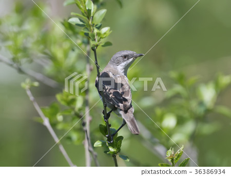 The lesser whitethroat (Sylvia curruca) The lesser whitethroat (Sylvia curruca) 36386934