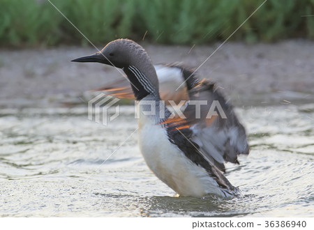 Black-throated loon Black-throated loon 36386940