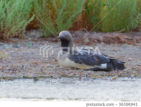 Black-throated loon Black-throated loon 36386941