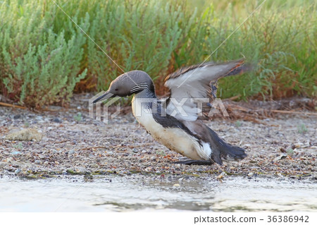 Black-throated loon Black-throated loon 36386942